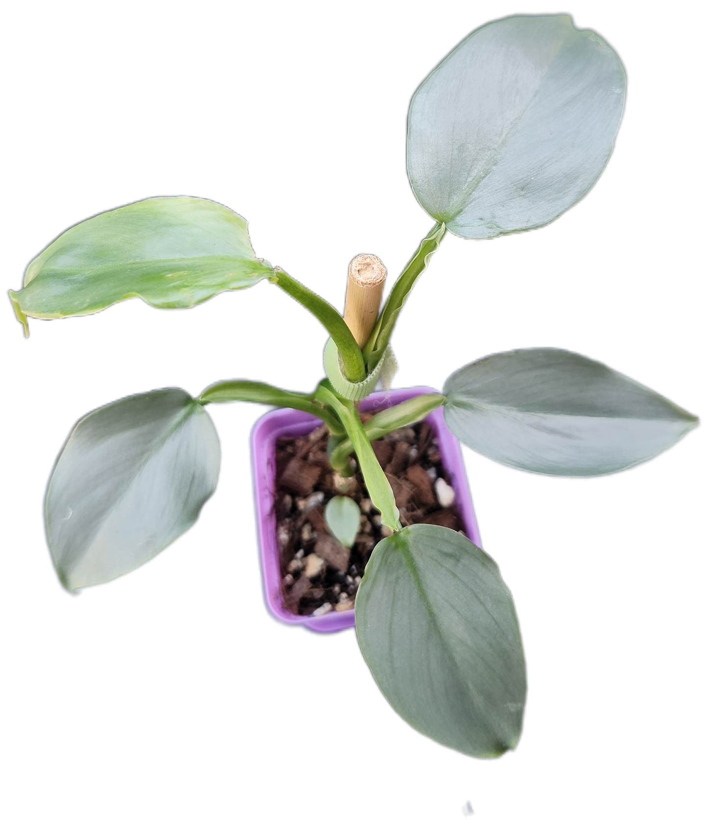 Philodendron "Silver Sword" (B005)