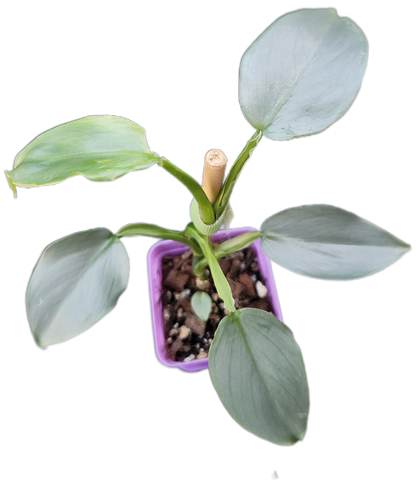 Philodendron "Silver Sword" (B005)