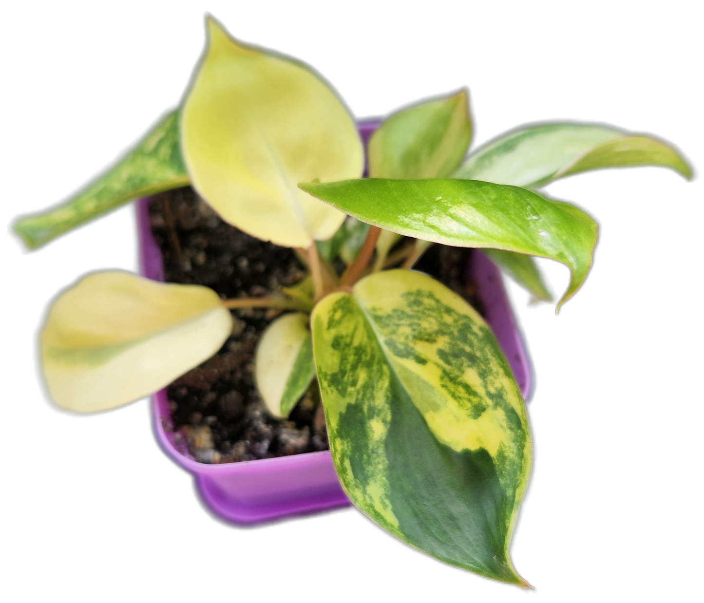 Philodendron "Burle Marx" variegated (B002)
