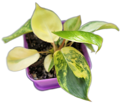 Philodendron "Burle Marx" variegated (B002)