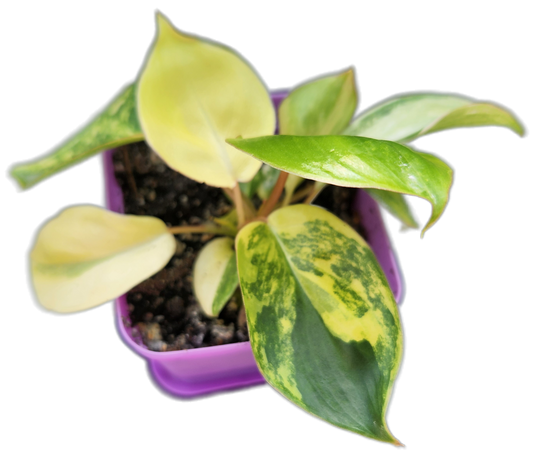 Philodendron "Burle Marx" variegated (B002)