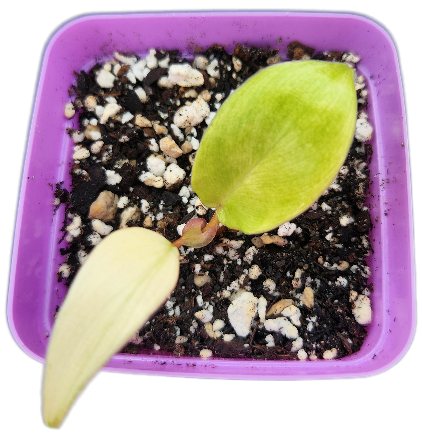 Philodendron "Florida Ghost" mint variegated (B004)
