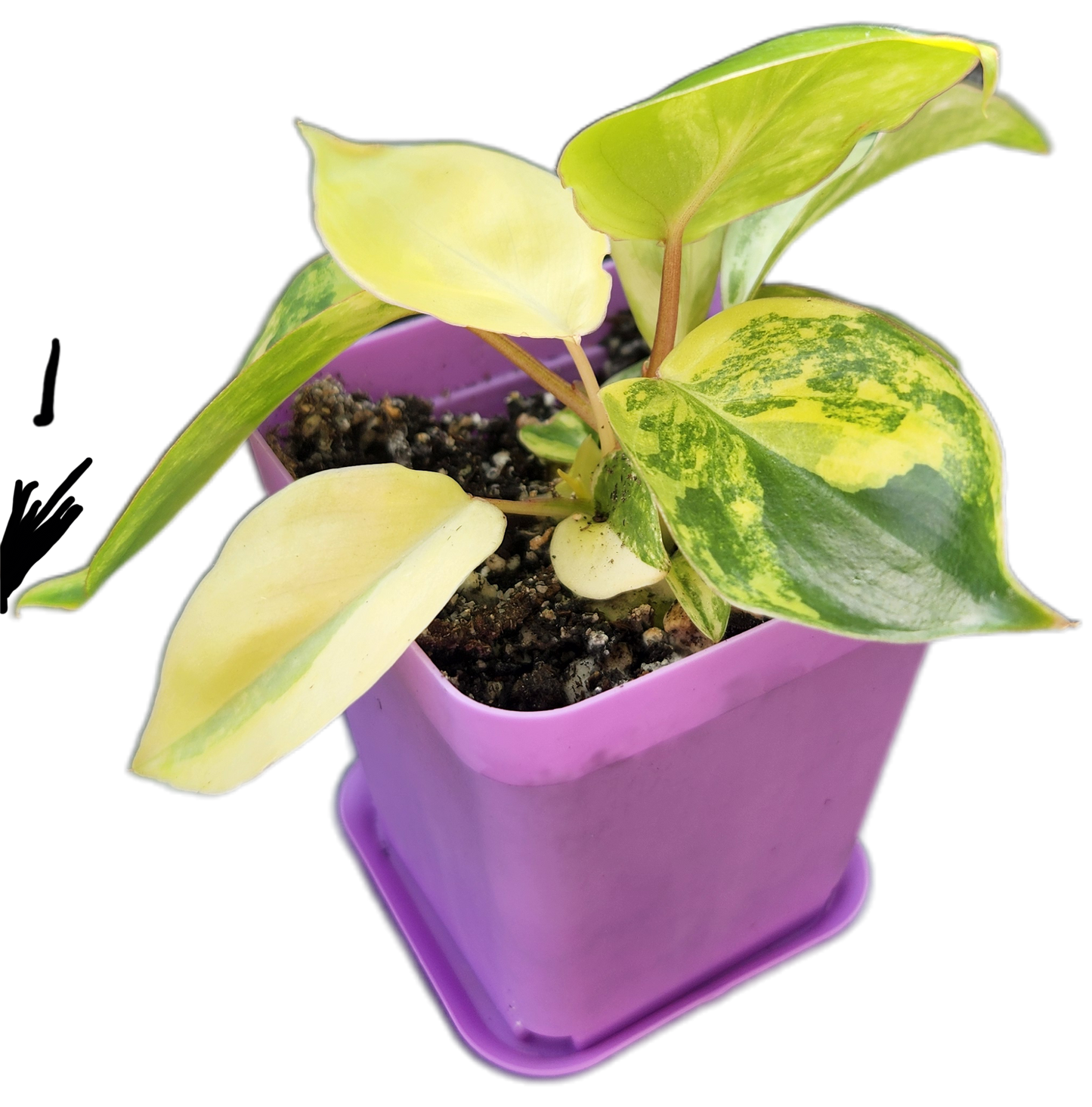 Philodendron "Burle Marx" variegated (B002)