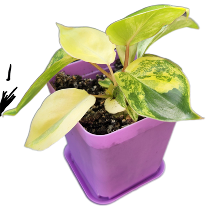 Philodendron "Burle Marx" variegated (B002)