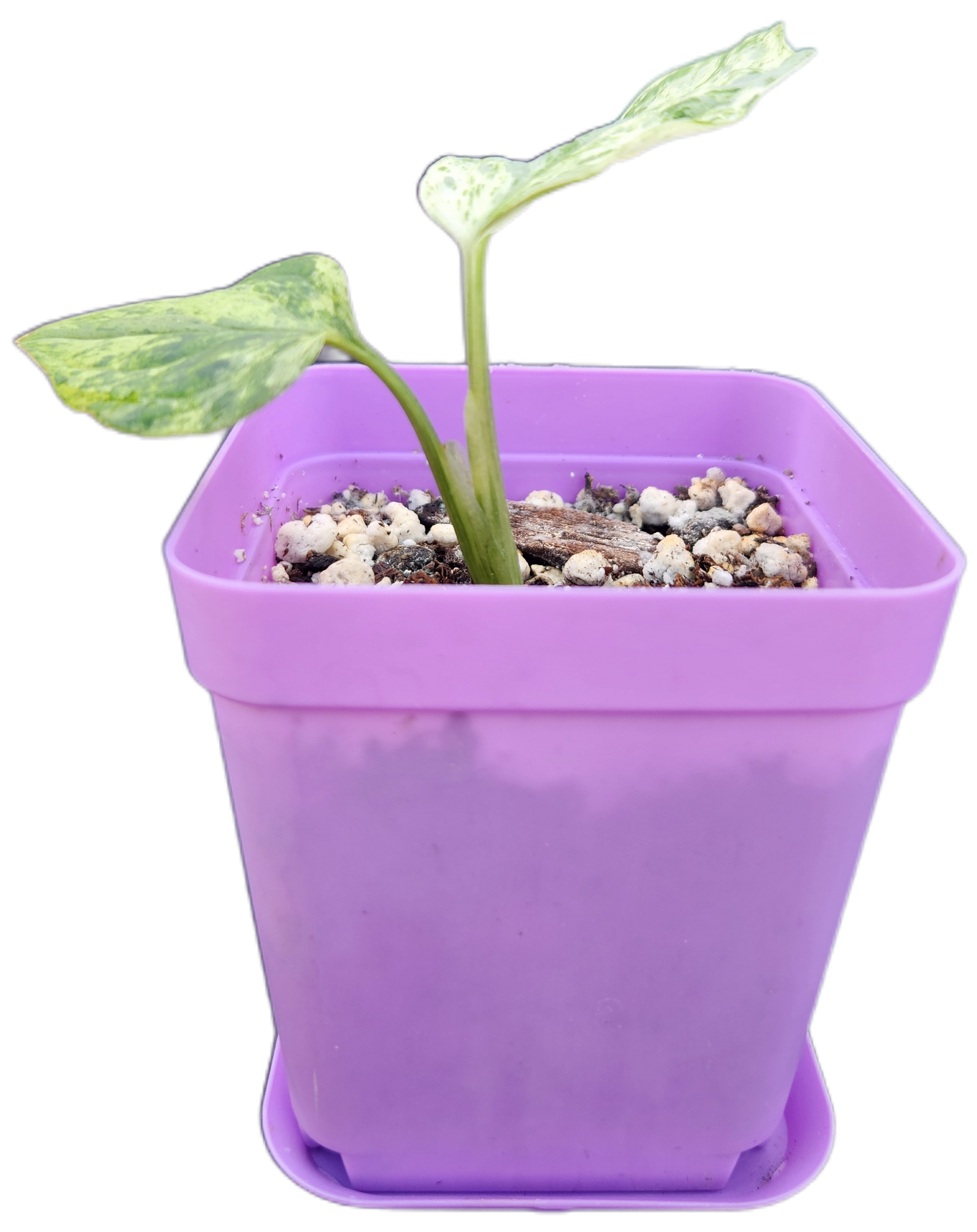 Monstera adansonii *mint variegated* (C002)