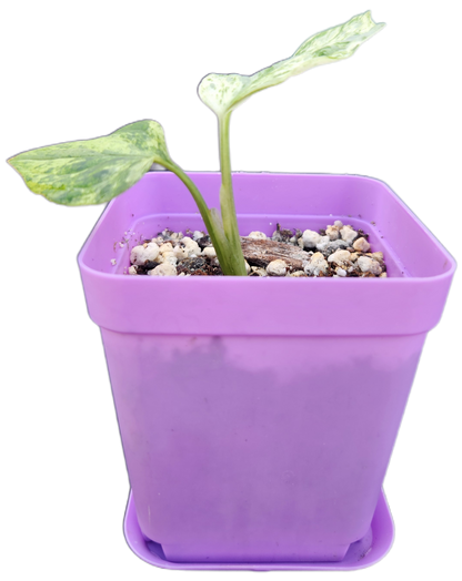 Monstera adansonii *mint variegated* (C002)