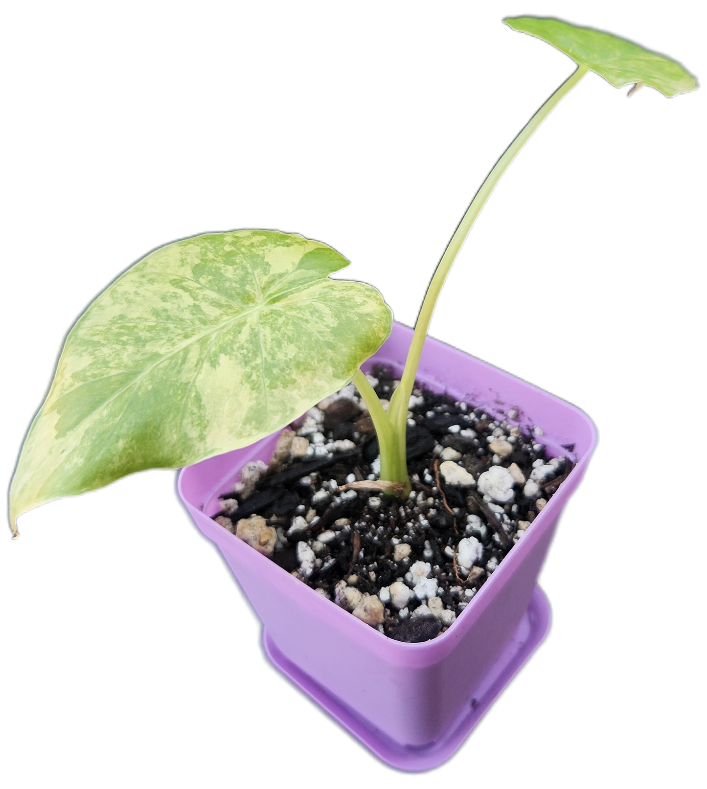 Alocasia gageana *aurea variegated* (A001)