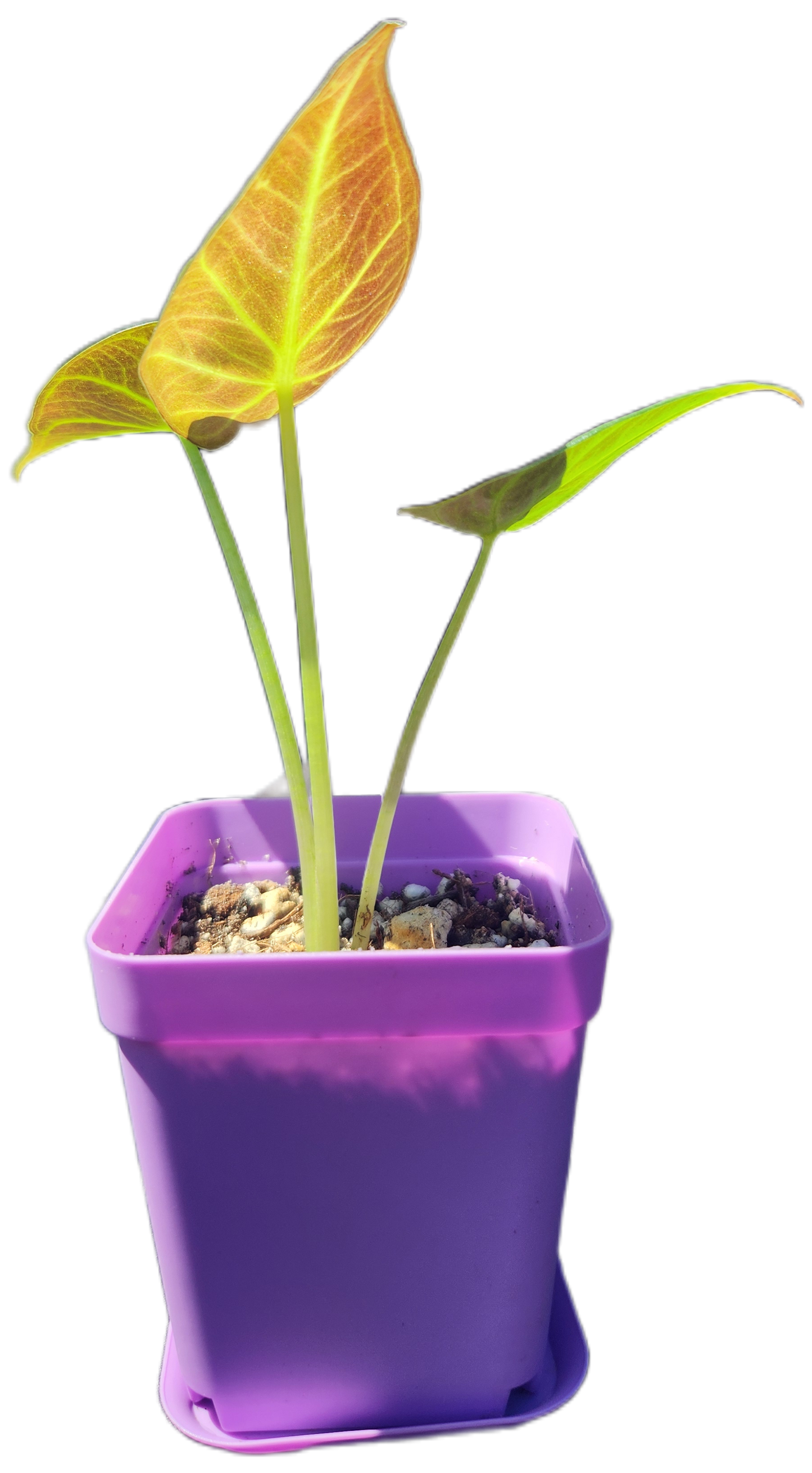 Alocasia "Regal Shield" (A004)