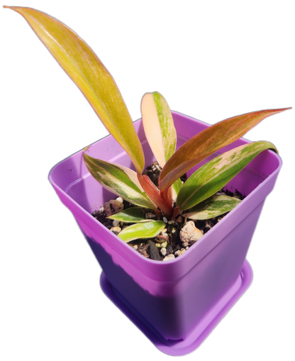 Philodendron "Carmel Marble" (B009)