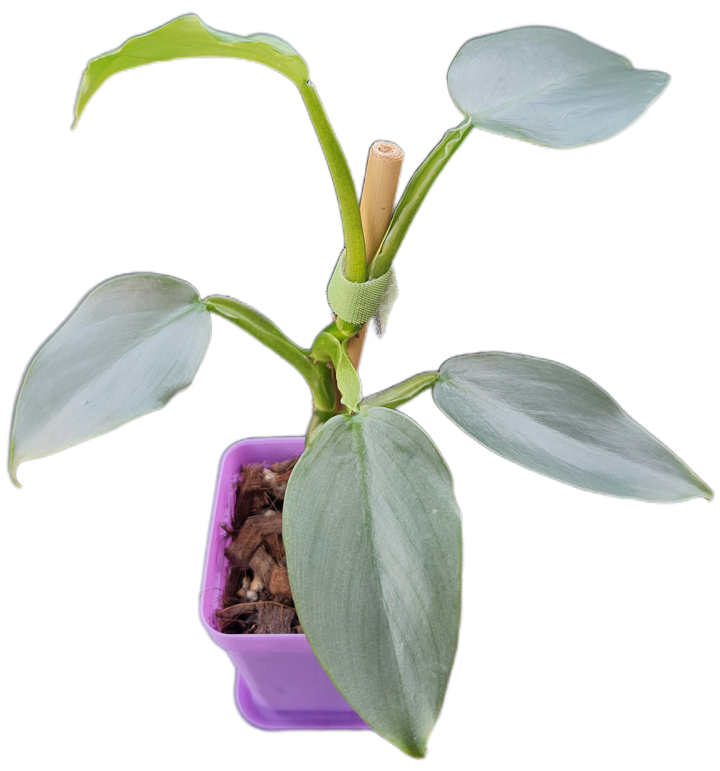 Philodendron "Silver Sword" (B005)