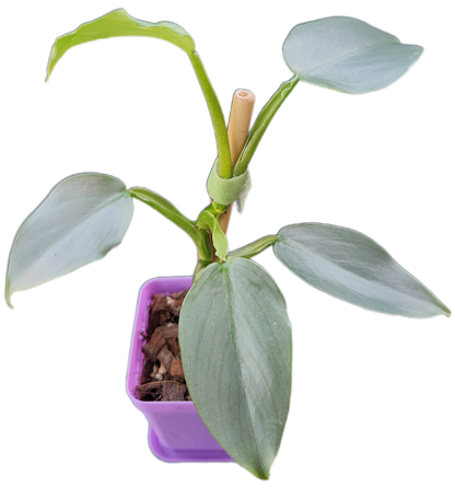 Philodendron "Silver Sword" (B005)