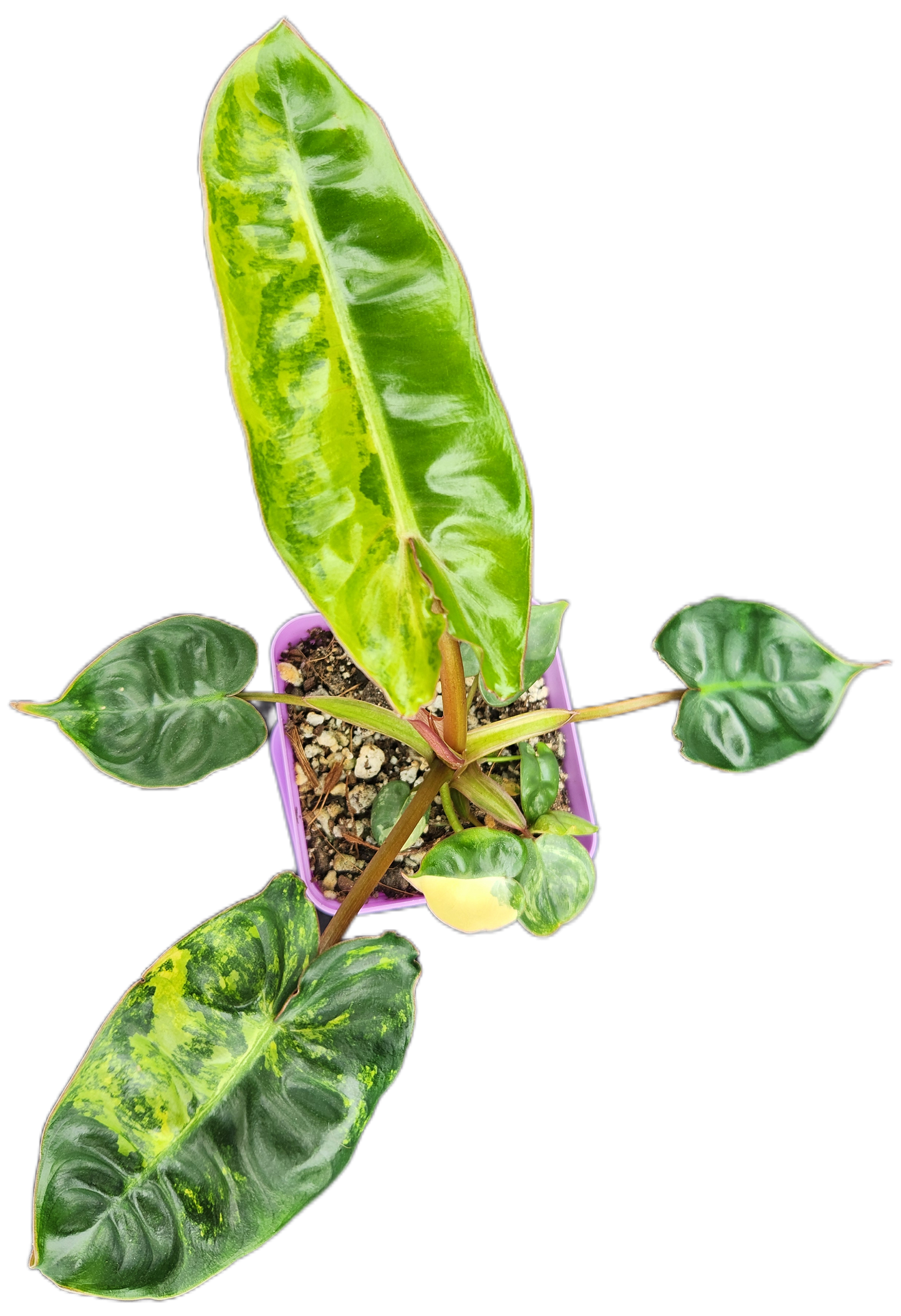 Philodendron billietiae *variegated* (B008)