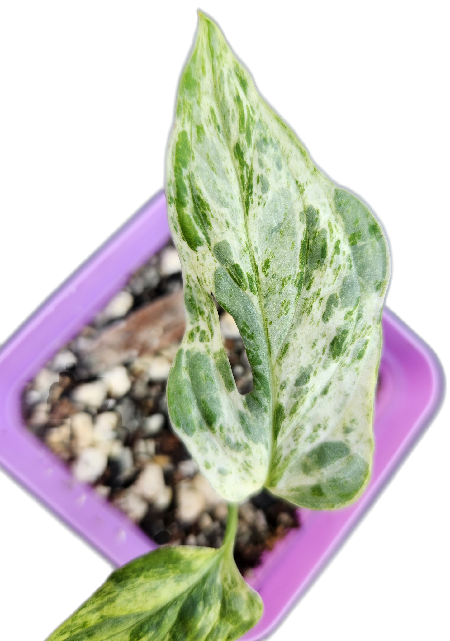 Monstera adansonii *mint variegated* (C002)