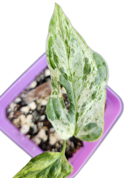 Monstera adansonii *mint variegated* (C002)