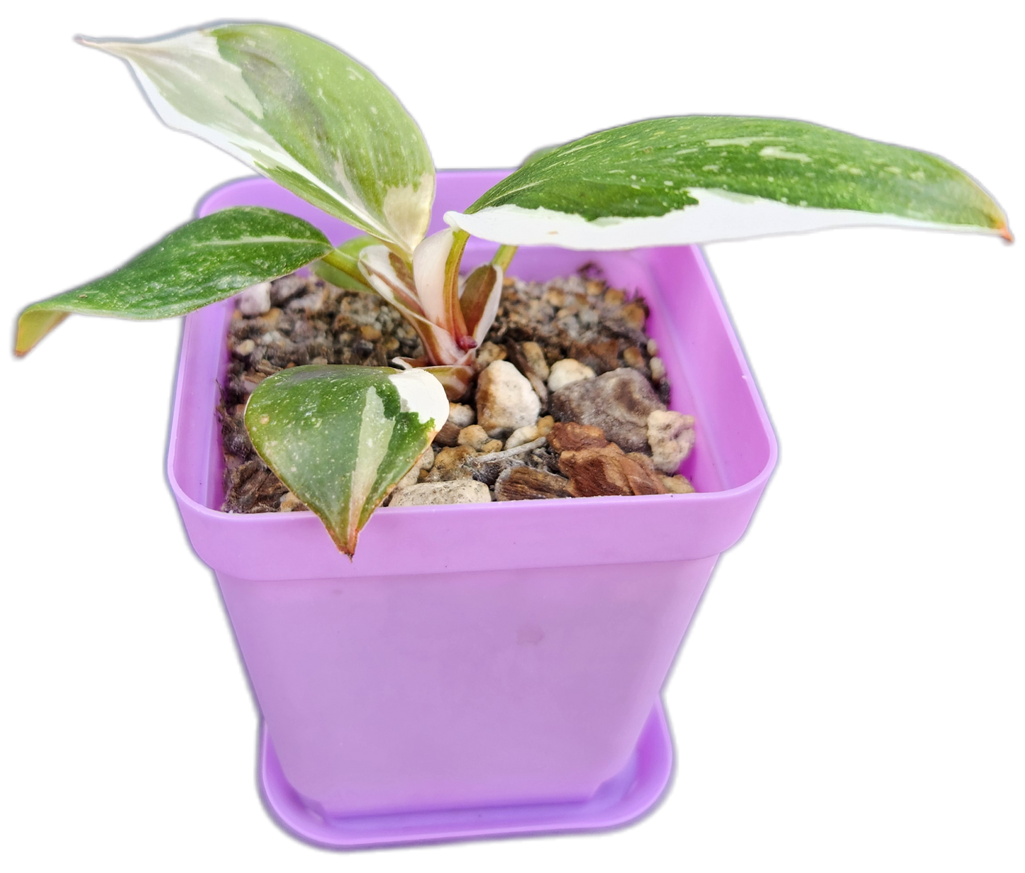 Philodendron "White Knight" (B003)