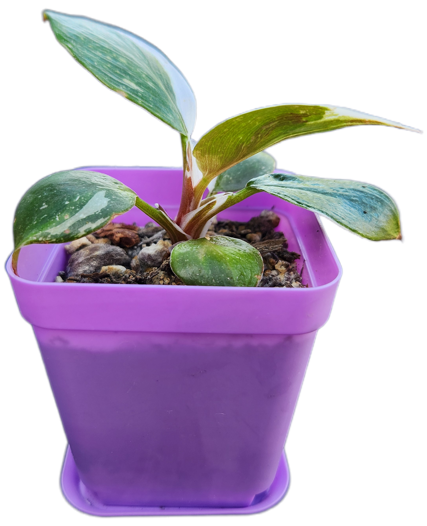 Philodendron "White Knight" (B003)
