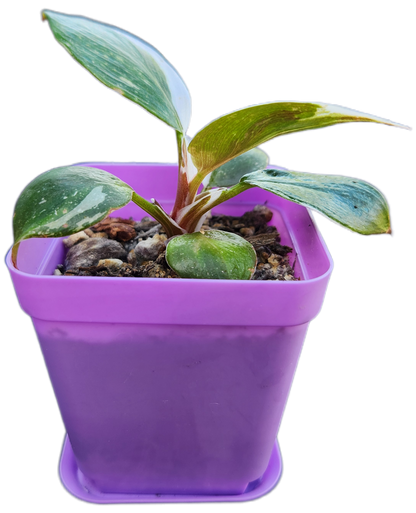 Philodendron "White Knight" (B003)