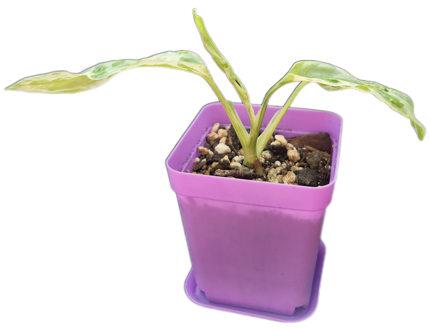Monstera adansonii *mint variegated* (C001)