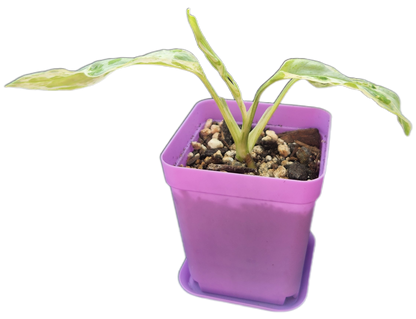 Monstera adansonii *mint variegated* (C001)