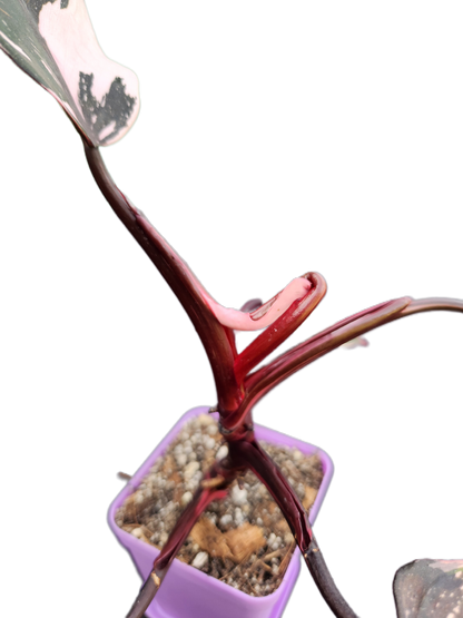 Philodendron "Red Anderson" (B011)
