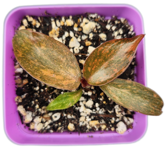 Philodendron "Orange Princess" (B012)
