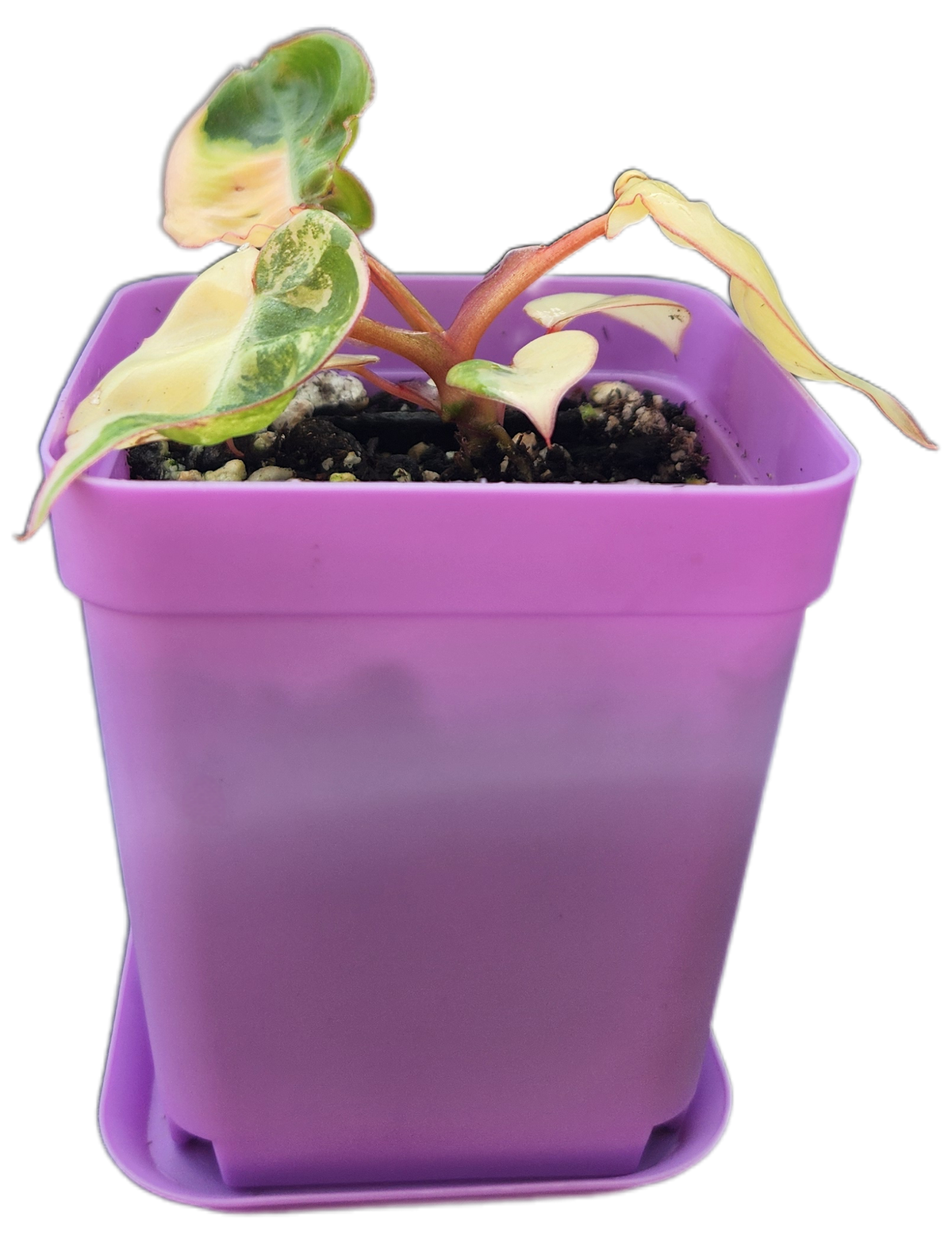 Philodendron billietiae *variegated* (B008)