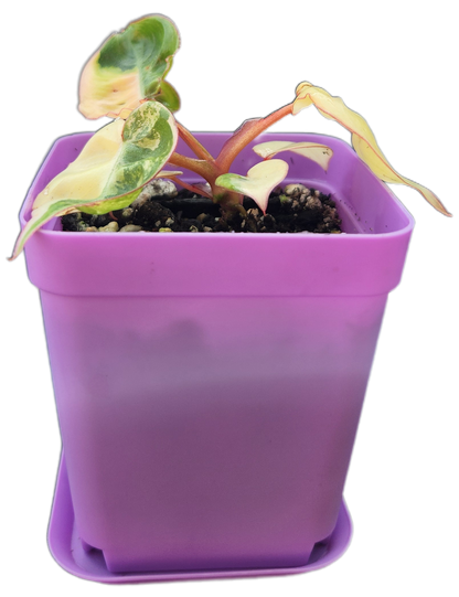 Philodendron billietiae *variegated* (B008)