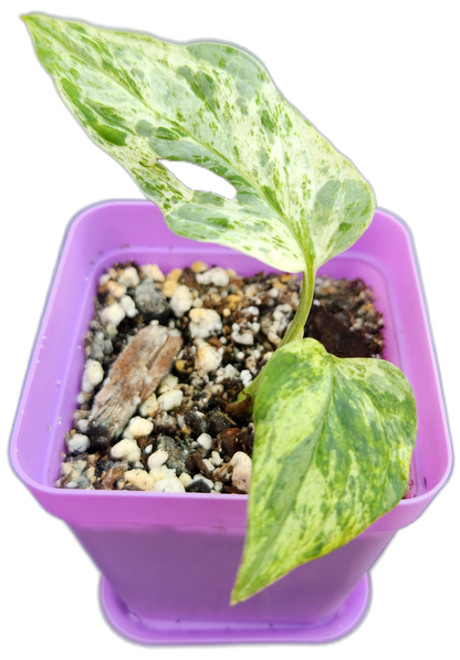 Monstera adansonii *mint variegated* (C002)