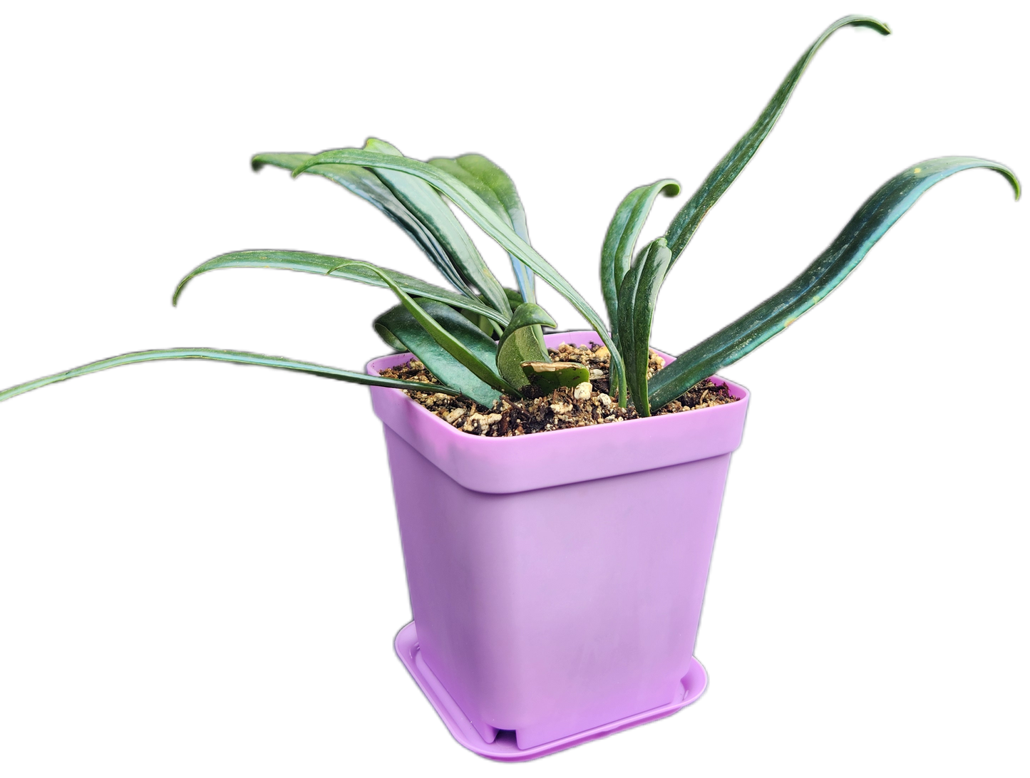 Microsorum thailandicum "Blue Oil Fern" (P001)
