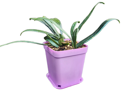 Microsorum thailandicum "Blue Oil Fern" (P001)