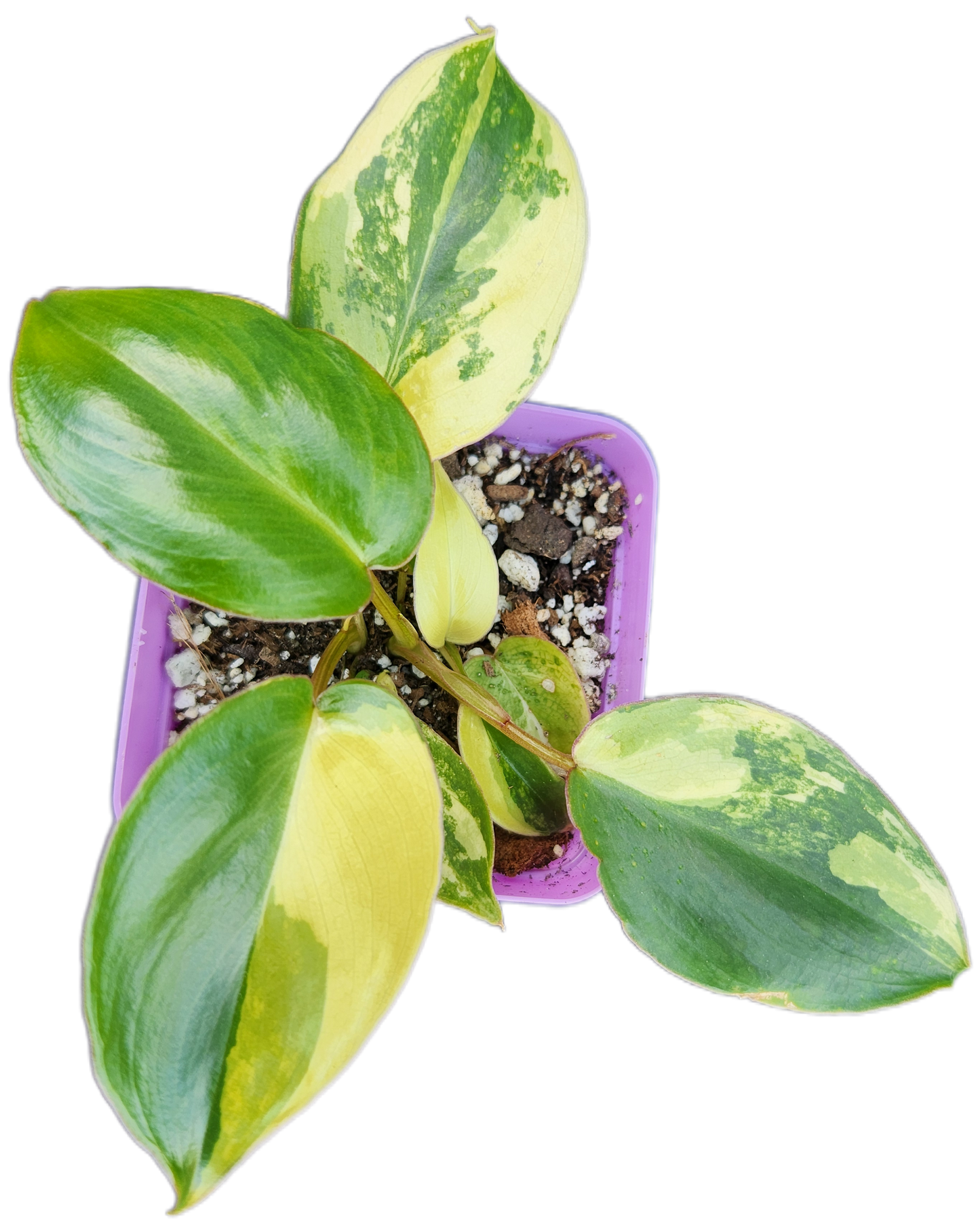 Philodendron "Burle Marx" *variegated* (B010)