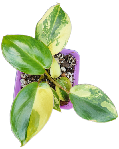 Philodendron "Burle Marx" *variegated* (B010)