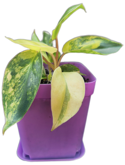Philodendron "Burle Marx" variegated (B002)