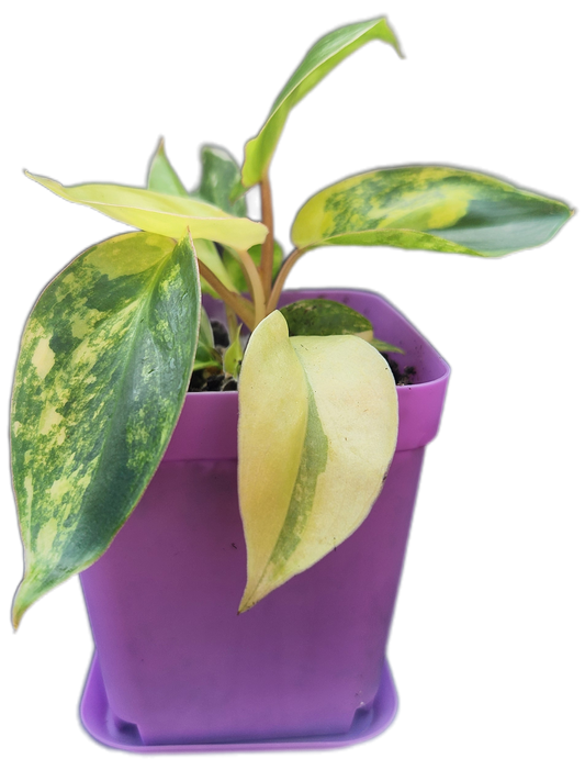 Philodendron "Burle Marx" variegated (B002)