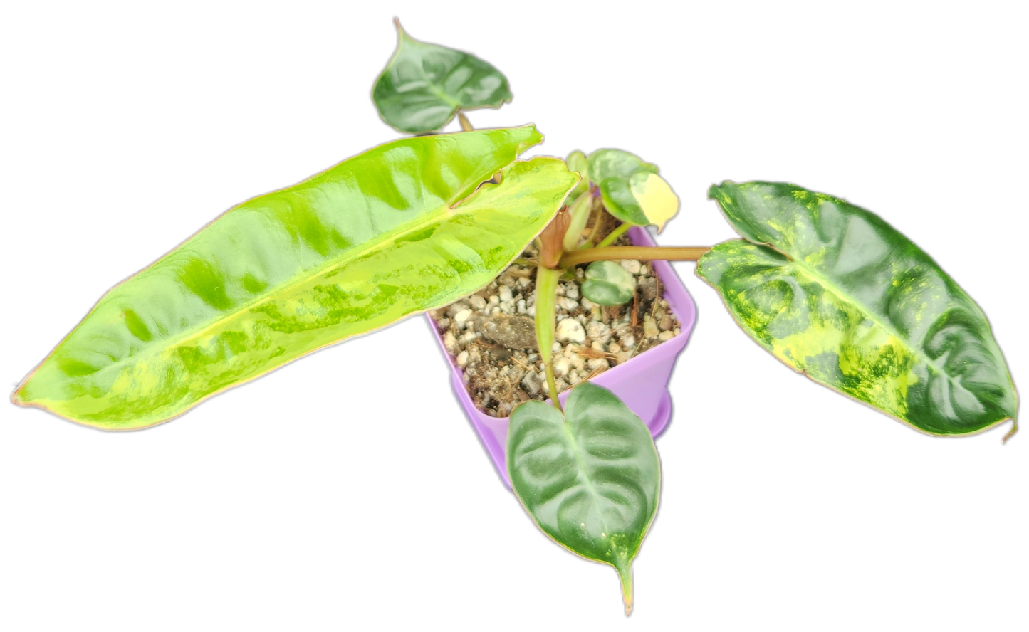 Philodendron billietiae *variegated* (B008)
