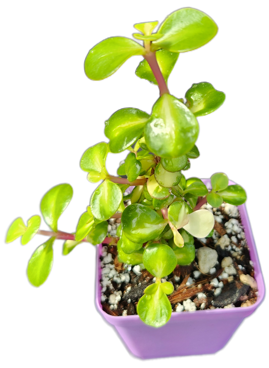 Portulacaria afra 'Medio-picta' (Midstripe Rainbow Bush) (Q002)