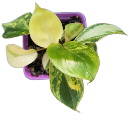 Philodendron "Burle Marx" variegated (B002)