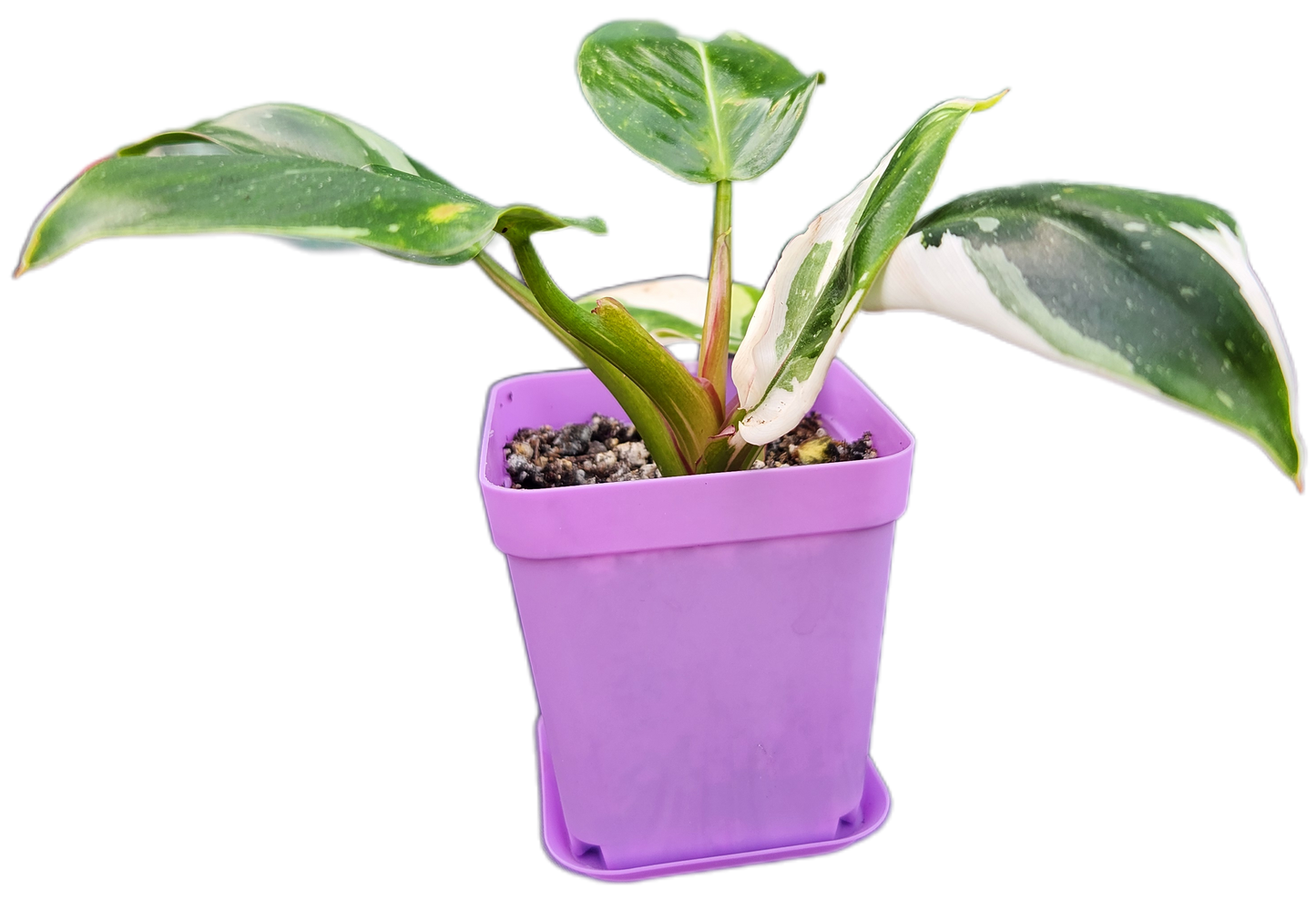 Philodendron "White Princess" (B004)