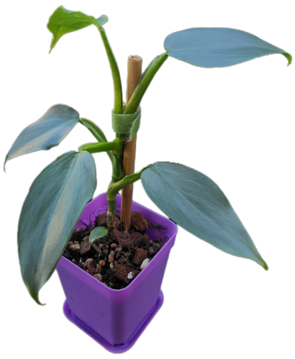 Philodendron "Silver Sword" (B005)