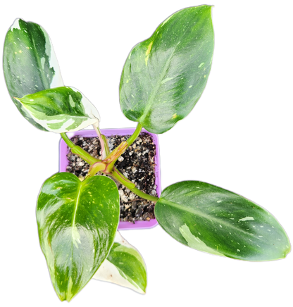 Philodendron "White Princess" (B004)