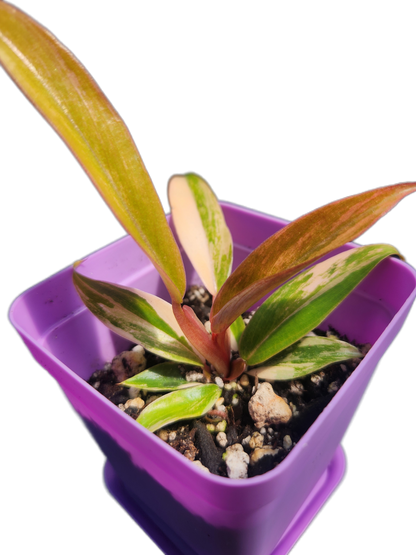 Philodendron "Carmel Marble" (B009)