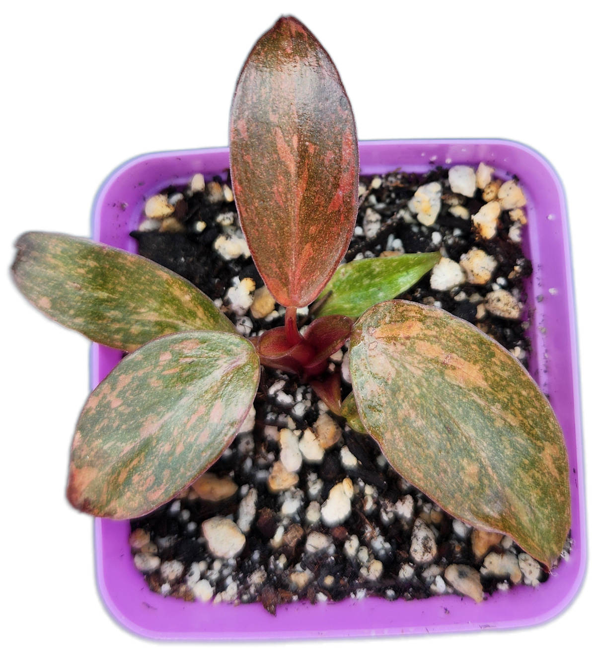 Philodendron "Orange Princess" (B011)