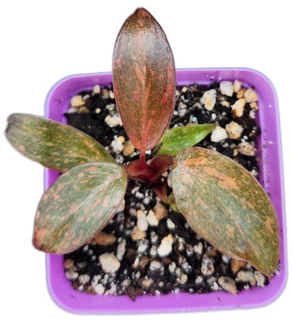 Philodendron "Orange Princess" (B011)