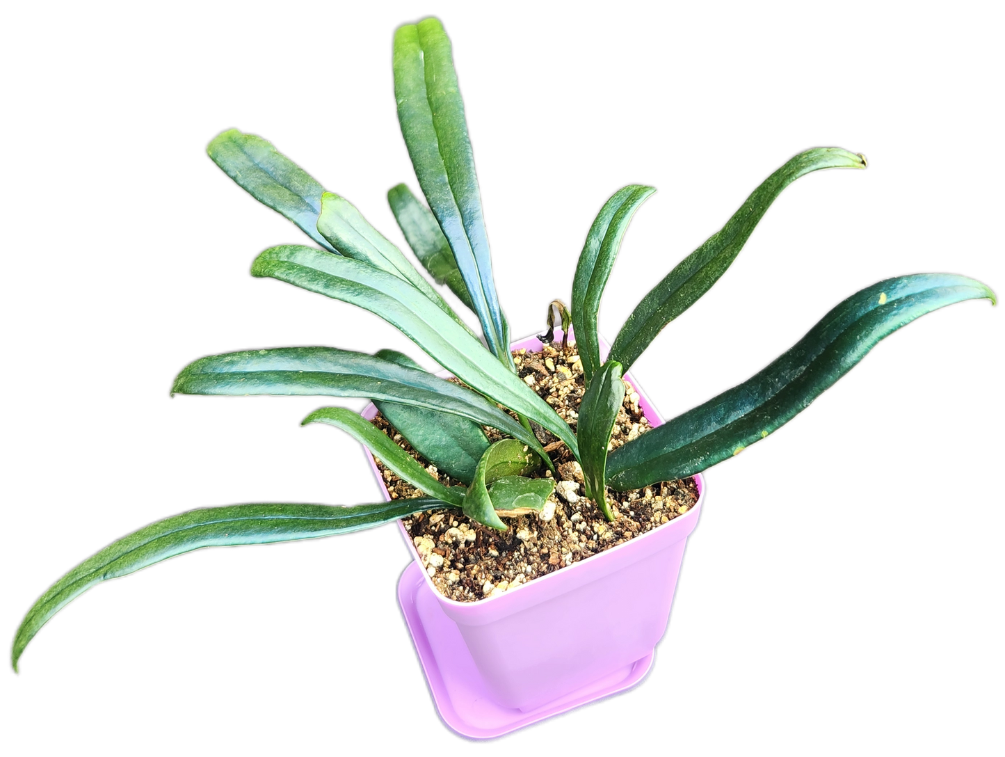 Microsorum thailandicum "Blue Oil Fern" (P001)