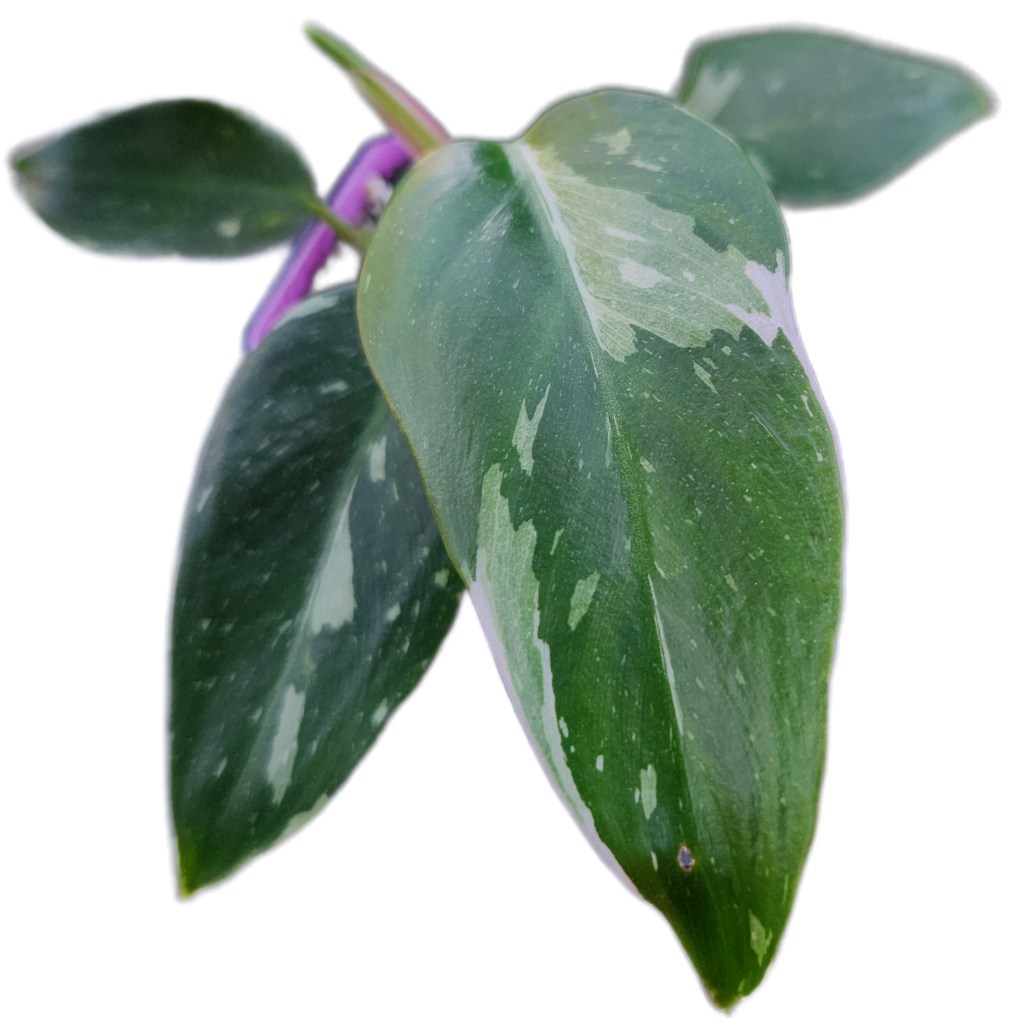 Philodendron "White Princess" (B007)