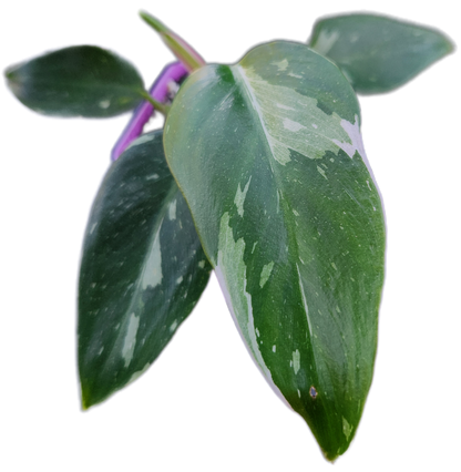 Philodendron "White Princess" (B007)