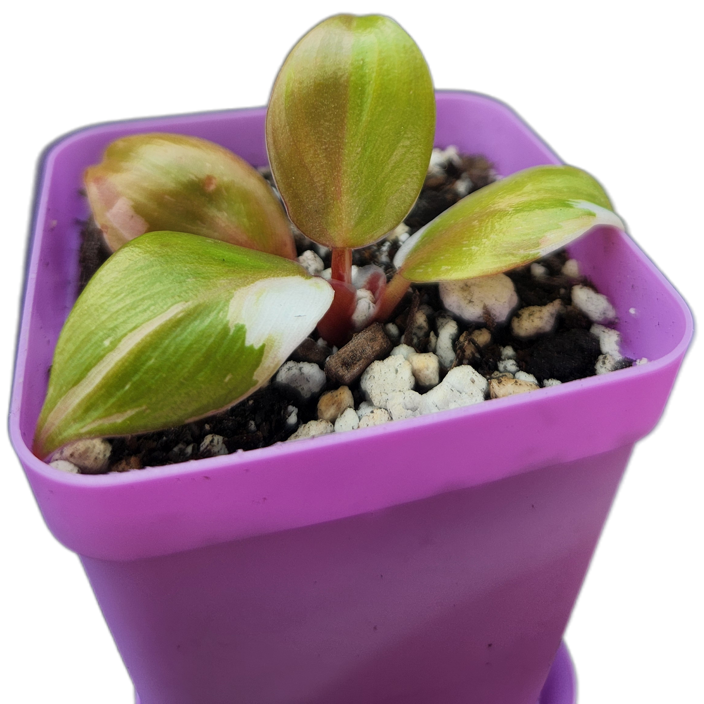 Philodendron "White Knight" (B006)