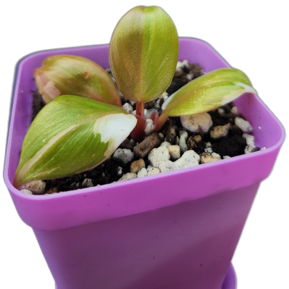 Philodendron "White Knight" (B006)