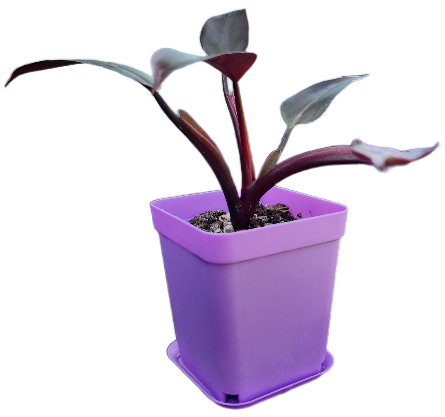 Philodendron "Black Cardinal" (B002)