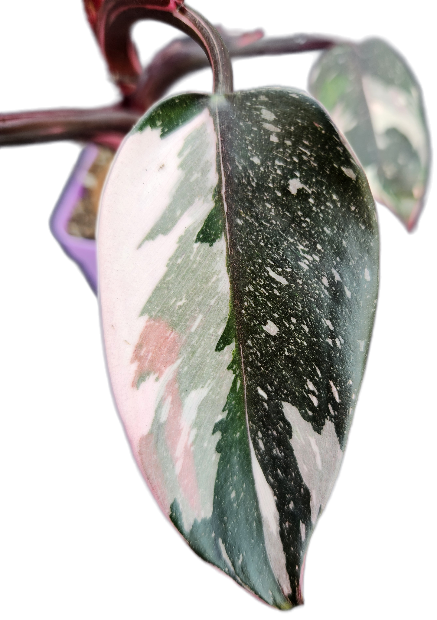 Philodendron "Red Anderson" (B011)